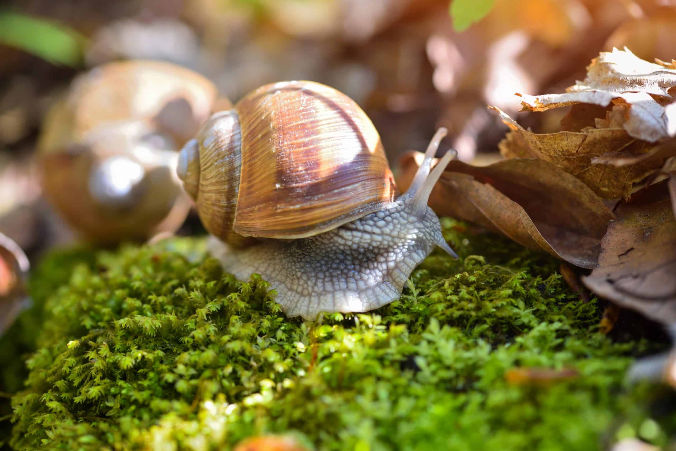 bave d'escargot sur les mains