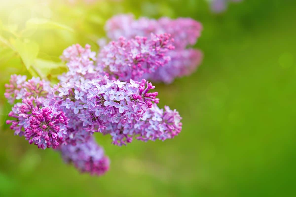 plantation du lilas