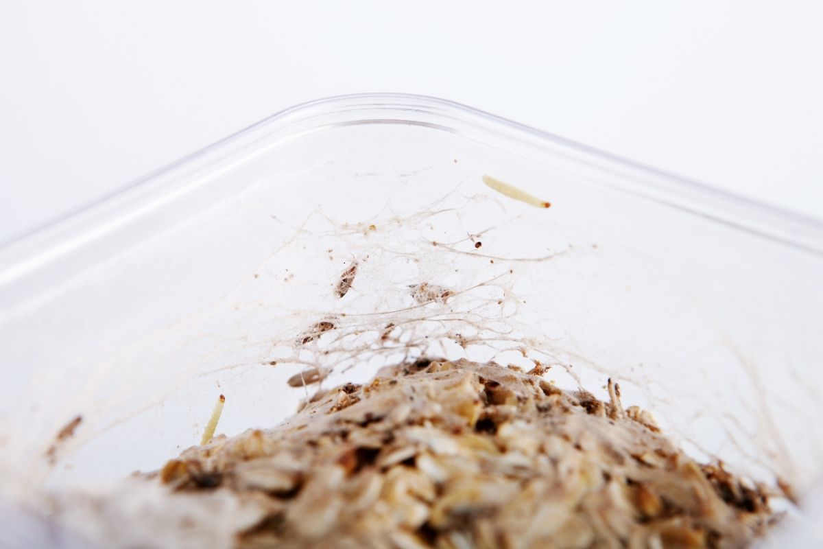 mites alimentaires